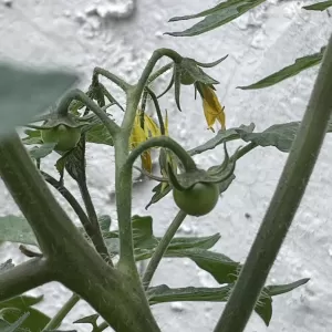 植物育てられない人間のサムネイル