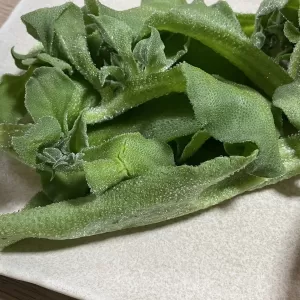 アイスプラント買ってみた!(^^)!のサムネイル