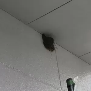御船町大型店舗外壁・天井塗装完了　ツバメの巣セーフ💛🐥のサムネイル