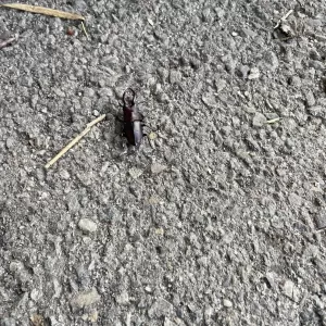 珍客のサムネイル