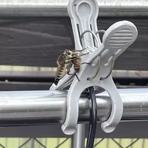 昆虫界最強のサムネイル