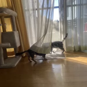 またまた体調ダウンのサムネイル