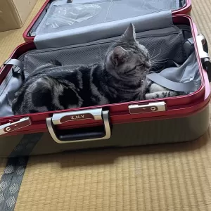 愛猫ムギのサムネイル