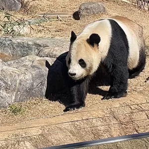パンダ返還のニュースのサムネイル