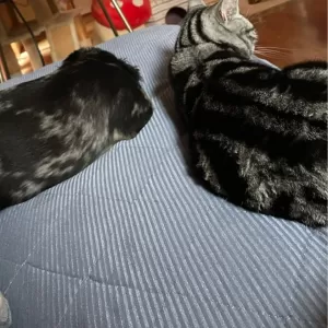 あさからのサムネイル