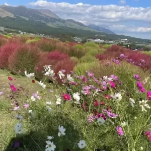 秋を感じに阿蘇へのサムネイル