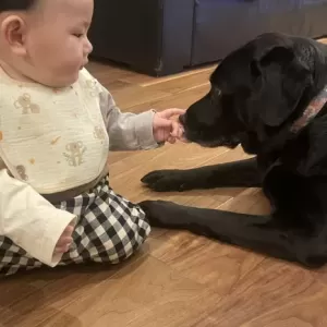 孫と一緒に友人宅へ　憧れの大型犬のサムネイル