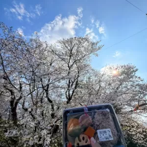 今年は熊本での花見は無理そうなんで現場近くで弁当ペロリ♪のサムネイル
