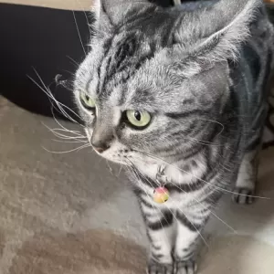 脱走猫　1時間のおでかけのサムネイル