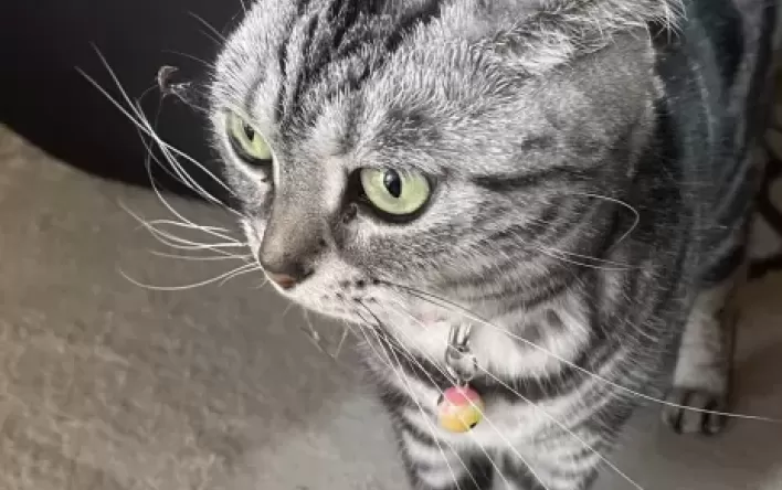 脱走猫　1時間のおでかけ